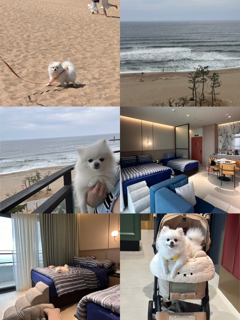 [강릉/양양/동해] 애견동반 1박2일 여행 코스! 세인트 더 스위트 양양 후기 및 애견동반 식당·....