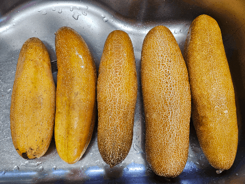 [중복 집밥][여름 반찬][노각(늙은 오이) 요리][노각생김치][노각무침][양파 요리][새우젓계란....