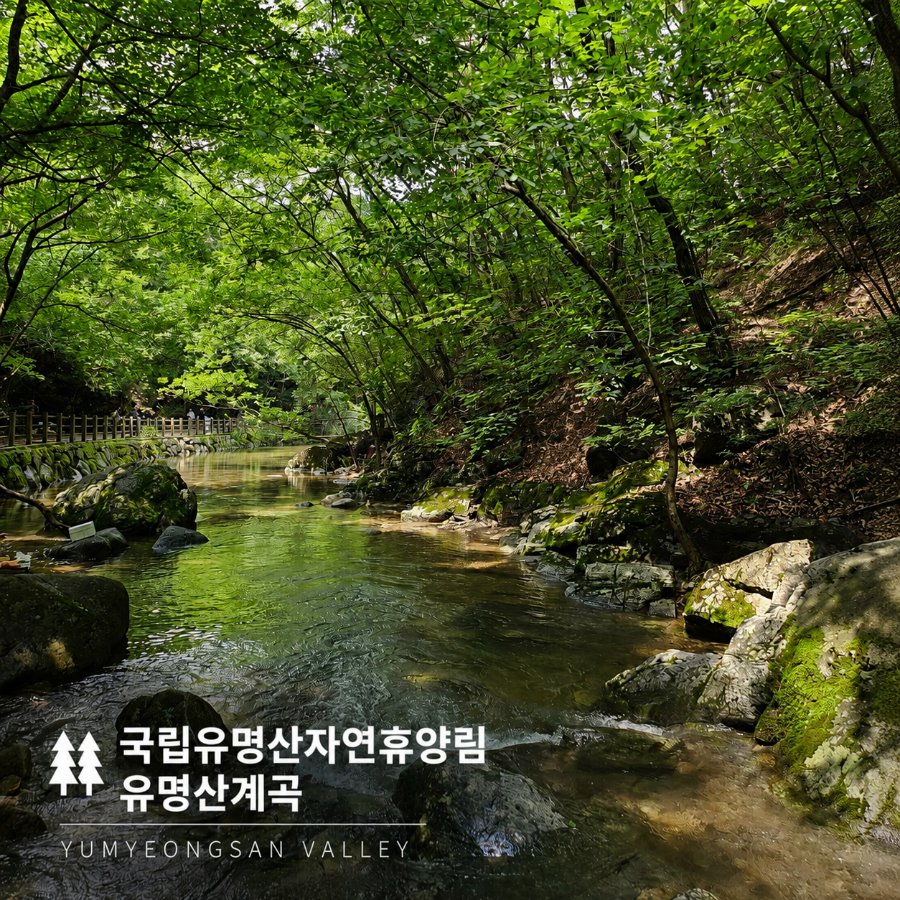 국립유명산자연휴양림 사진 2