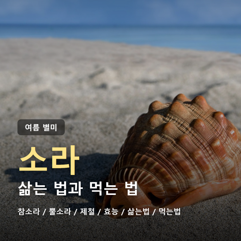 참소라 뿔소라 삶는법과 먹는법, 소라 제철 효능