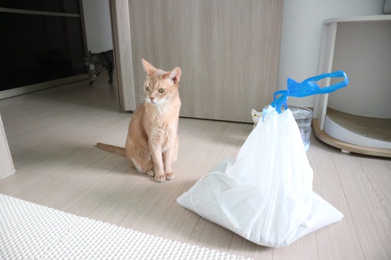 고양이 화장실 청소 방법 모래 교체 및 버리기