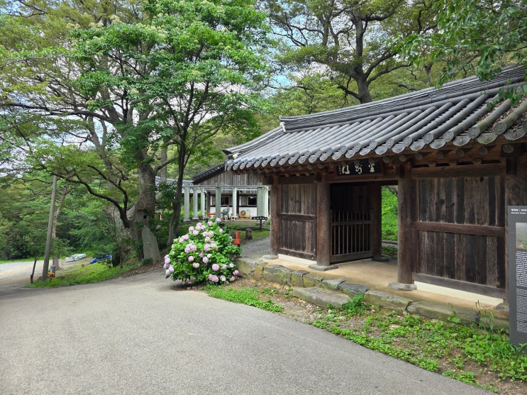 충남 서산 가볼만한곳 서산 부석사 수국 배롱나무 실시간