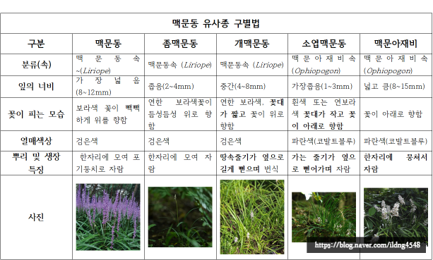 '맥문동' 유사 식물 구별법