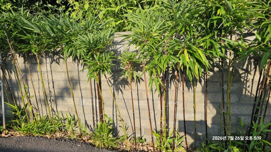 Chaekbangkape Baiheoni photo 1