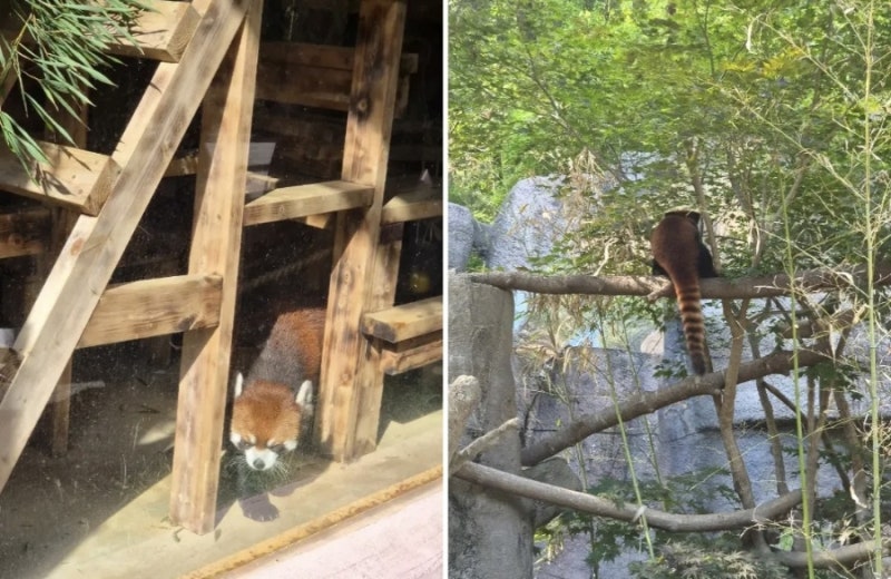 과천여행 / 동물원 래서판다& 오리고기후기 ❤️