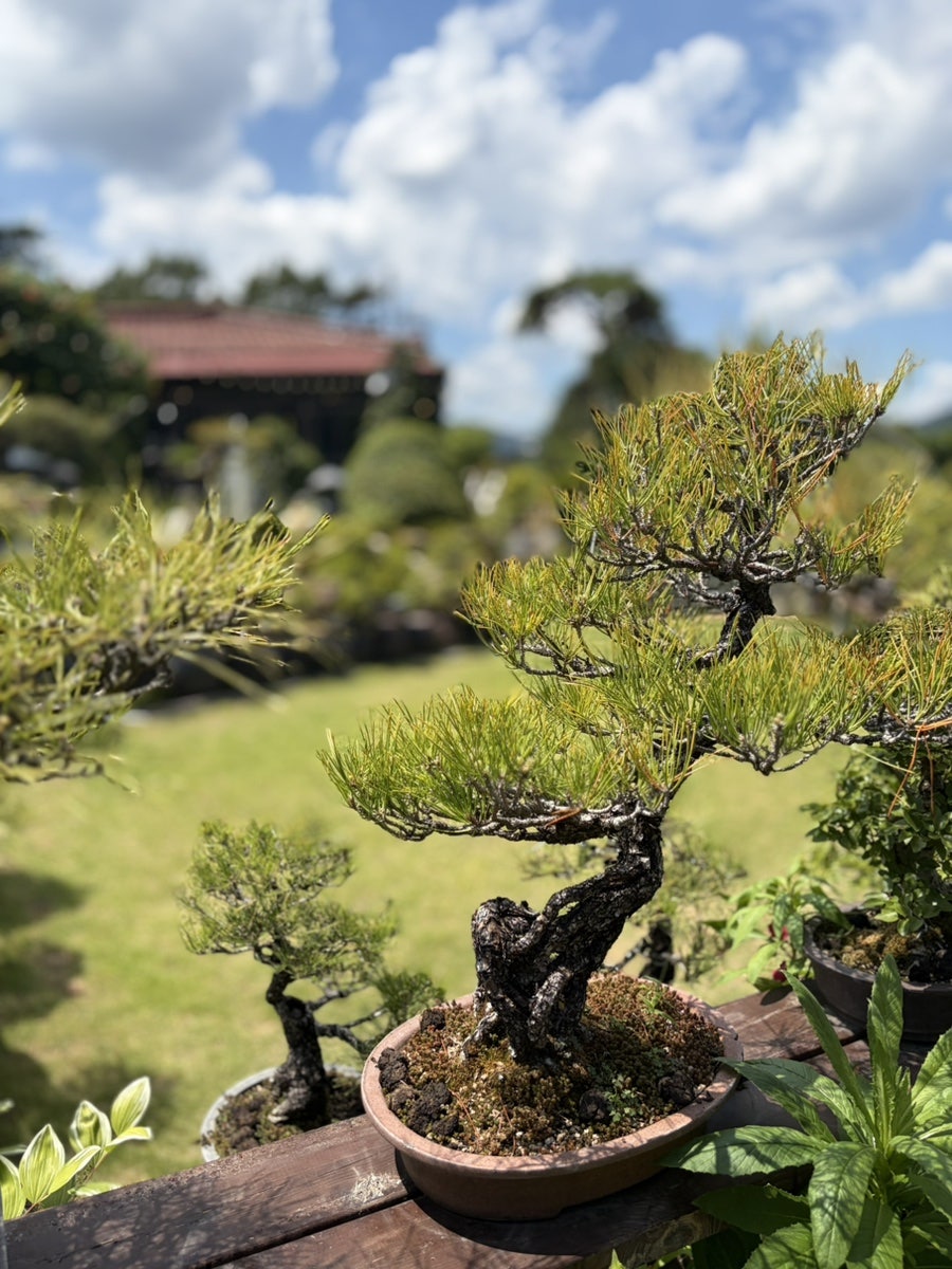 카사벨라 사진 3