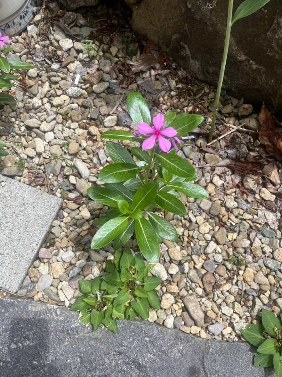 천자문 사진 6