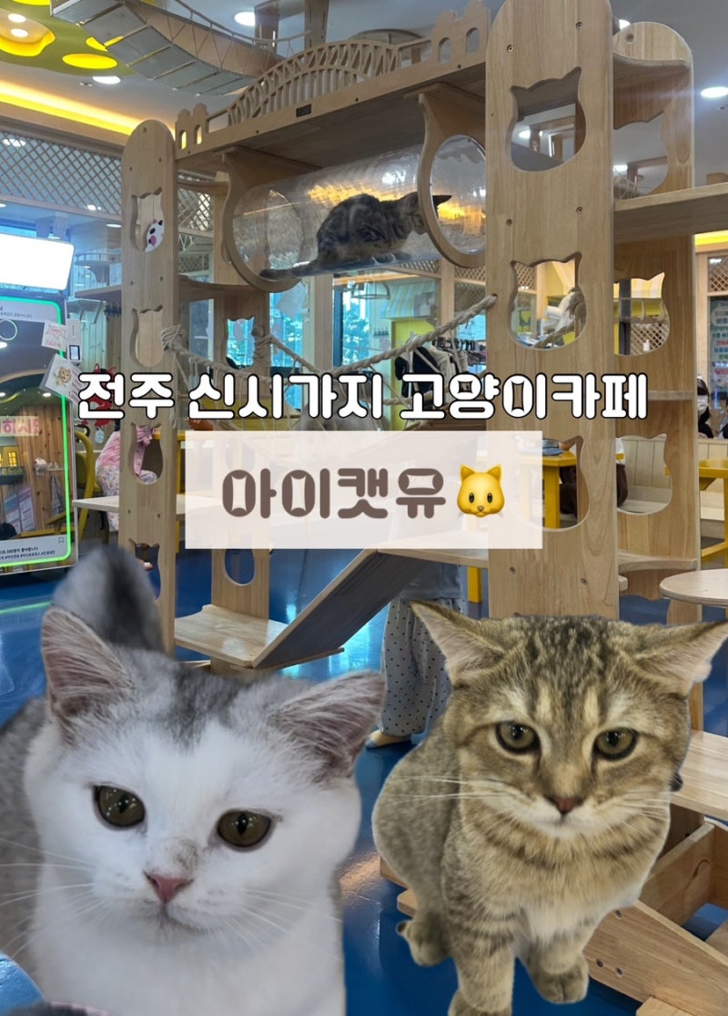 [전주 고양이카페]아이캣유 신시가지 고양이카페 귀여운 고양이가 가득 1일집사 되기 고양이....