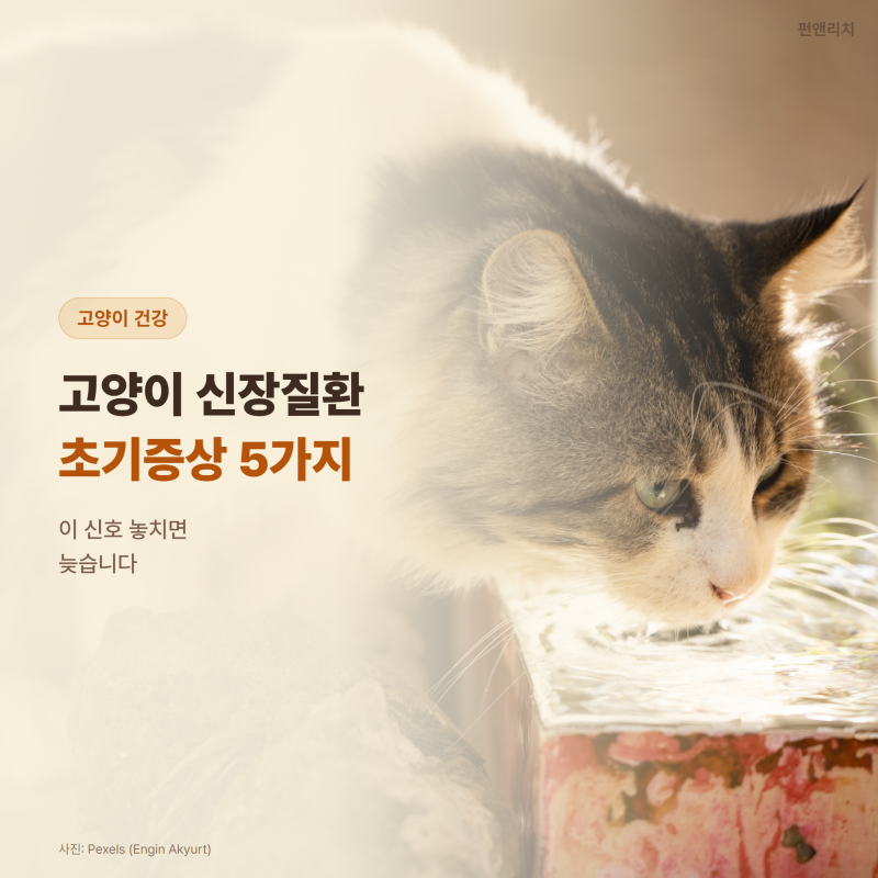 고양이 신장질환 초기증상 5가지, 이 신호 놓치면 늦습니다