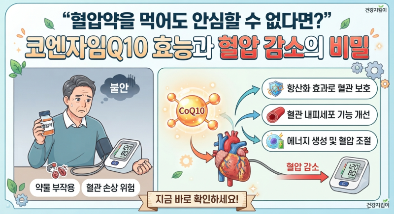 혈압약을 먹어도 안심할 수 없다면? 코엔자임Q10 효능과 혈압 감소의 비밀
