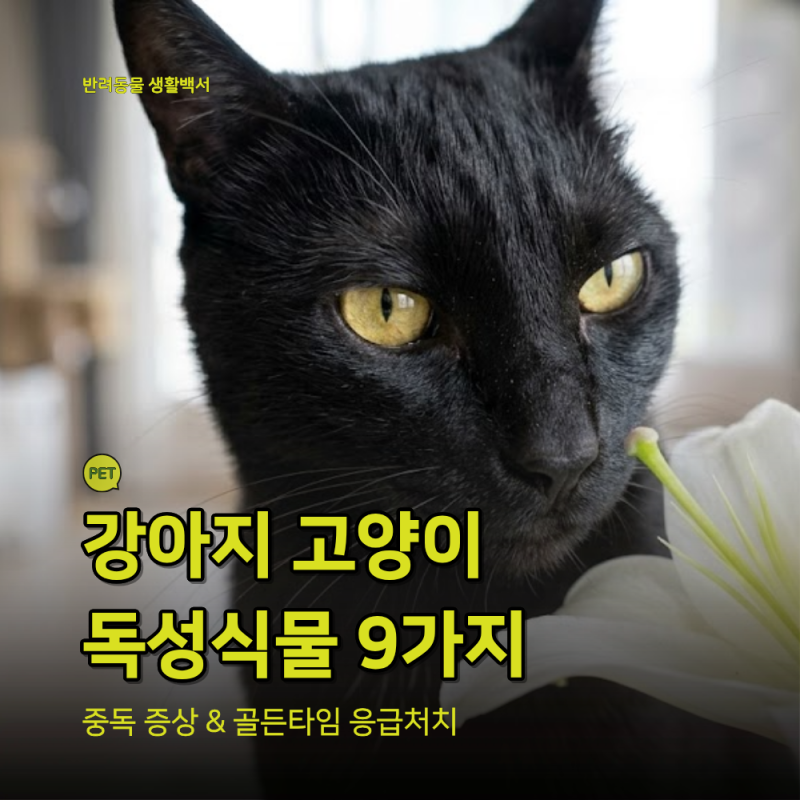 강아지·고양이 먹으면 안되는 위험 식물 9가지 및 중독 증상 응급처치