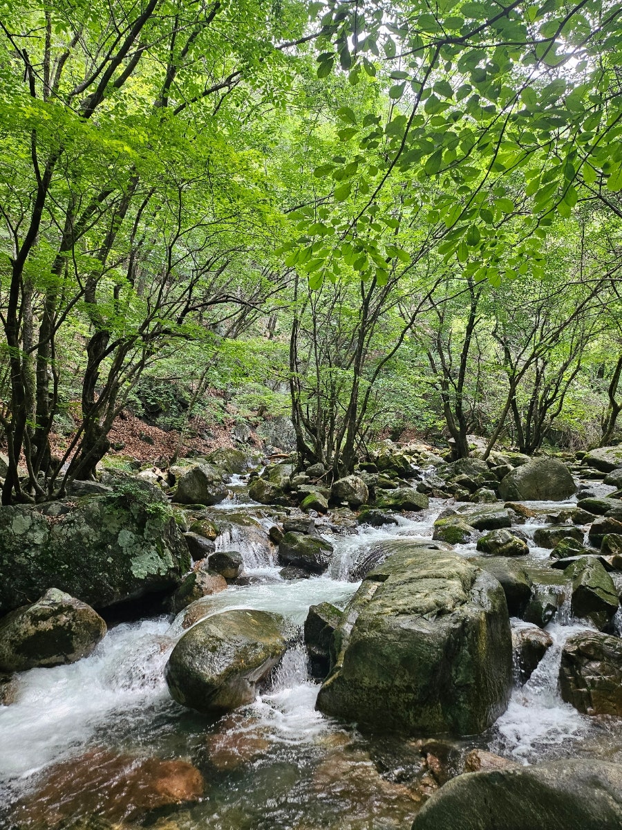 국립유명산자연휴양림 사진 3