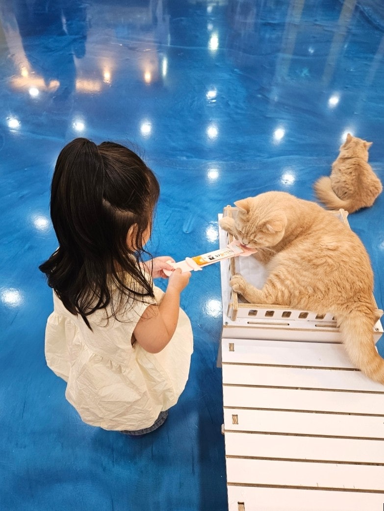 고양이카페아이캣유 사진 3
