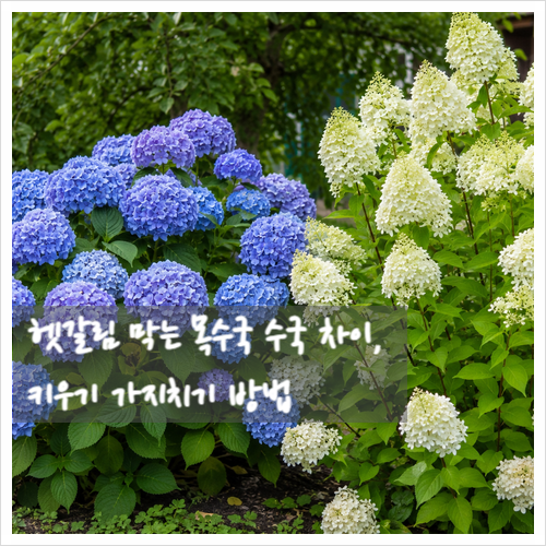 헷갈림 막는 목수국 수국 차이, 키우기 가지치기 방법
