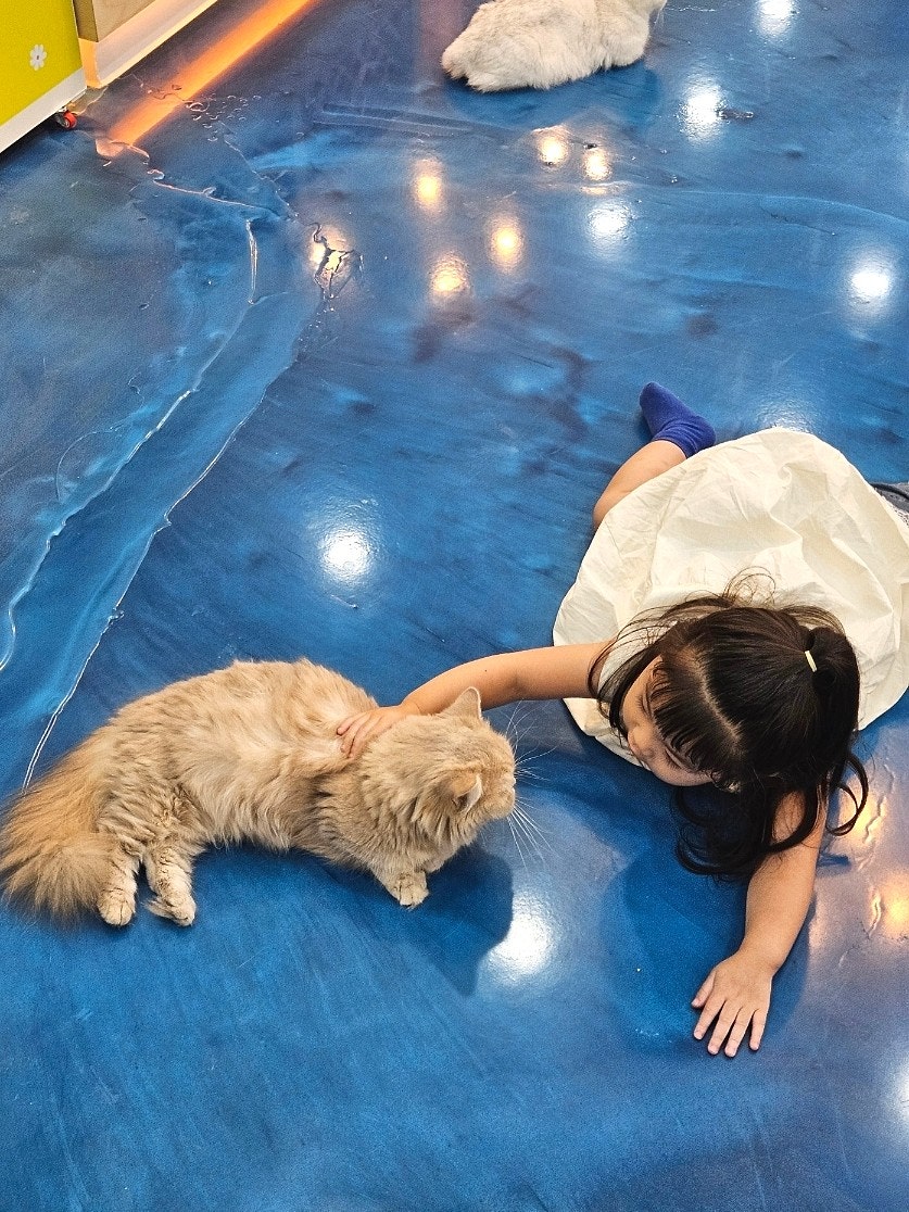 고양이카페아이캣유 사진 2