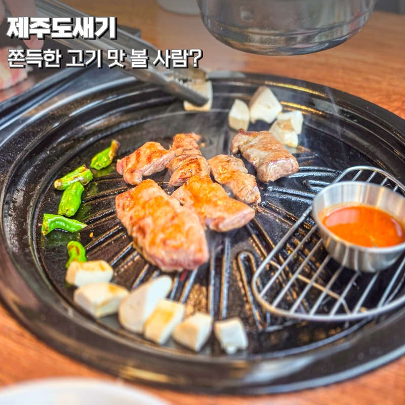 돼지 사진 1