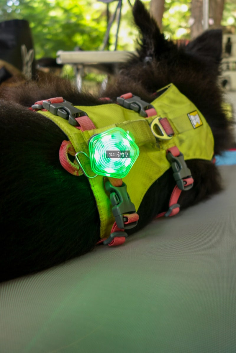 반려견계의 아크테릭스 러프웨어(Ruffwear)! 강아지 산책등, 더 비콘 세이프티 라이트