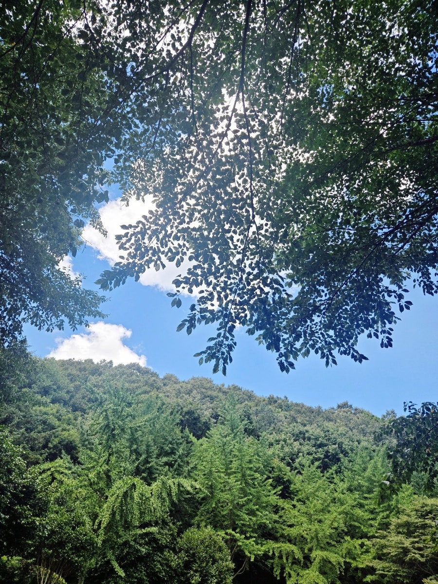 제암산자연휴양림 사진 3