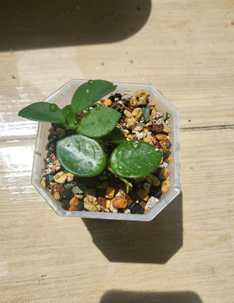 호야 마틸드 분갈이 해주었어요!