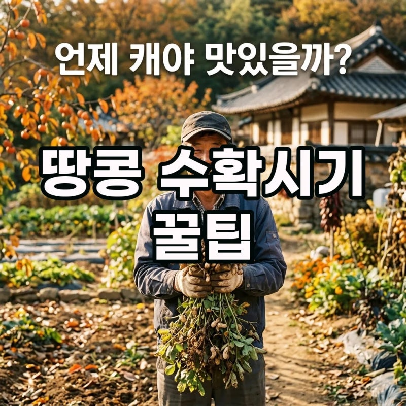 땅콩 수확시기 놓칠 뻔했죠? 중부지방 아는 방법 공유