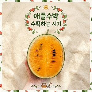 애플수박 수확시기 실패 없이 맞추는 3가지 방법! (ft. 아이와 텃밭 키우기 4개 수확 후기)