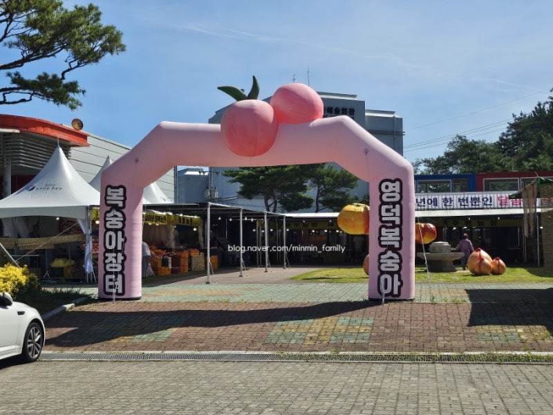 영덕복숭아축제 2026 영덕 복숭아장터 영덕 아이랑 가볼만한 곳 복숭아 제철 가격 농장