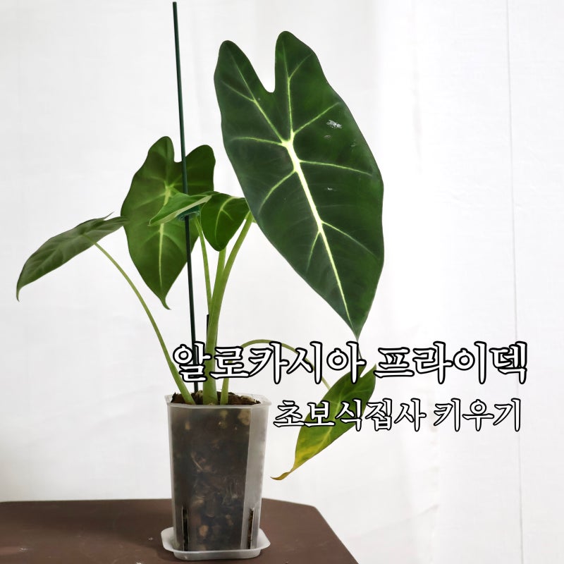 초보식집사 알로카시아 프라이덱 키우기 분갈이 후 하엽