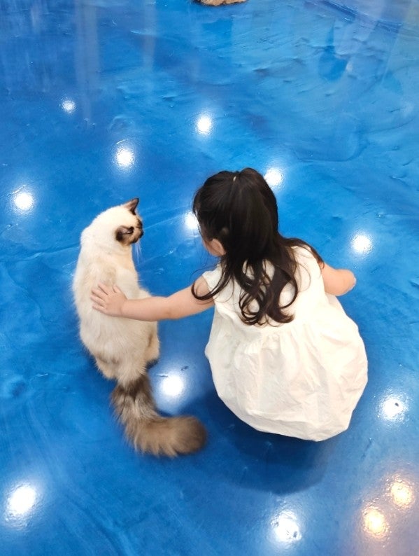 고양이카페아이캣유 사진 6
