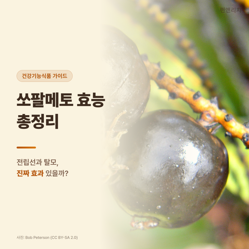 쏘팔메토 효능 총정리 — 전립선과 탈모에 진짜 효과 있을까