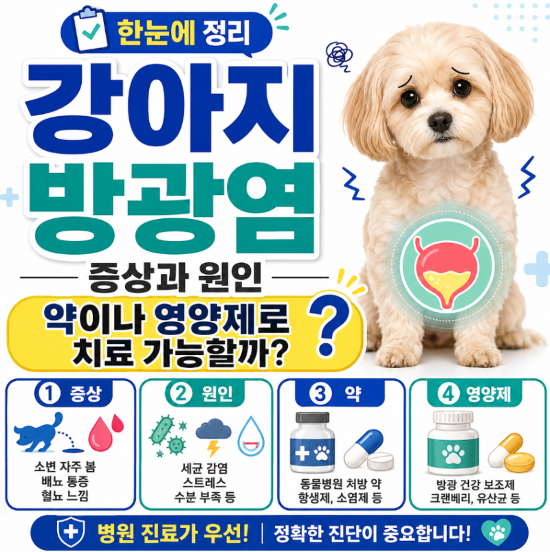 강아지 방광염 증상과 원인 약이나 영양제로 치료 가능할까?