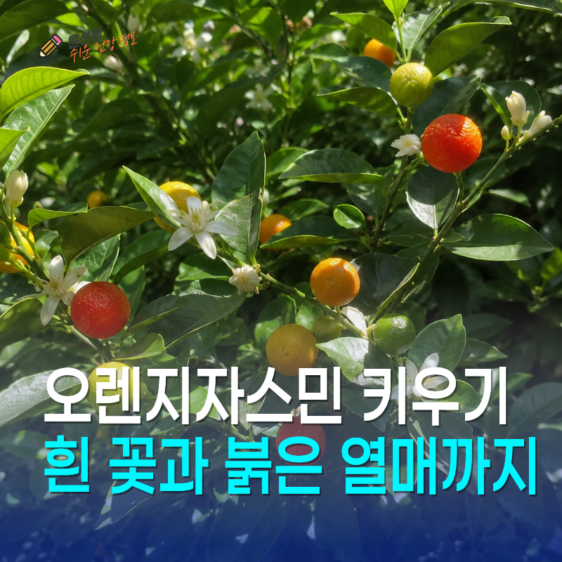 오렌지자스민 키우기, 흰 꽃과 붉은 열매까지 본 과정