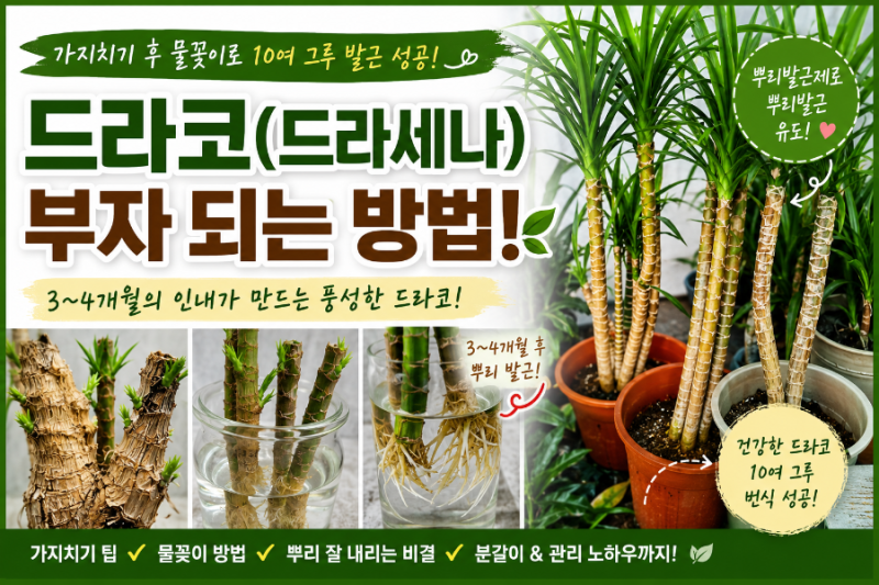 드라코(드라세나) 가지치기 후 물꽂이 성공기 3~4개월의 기다림으로 드라코 부자가 된 실제 ....