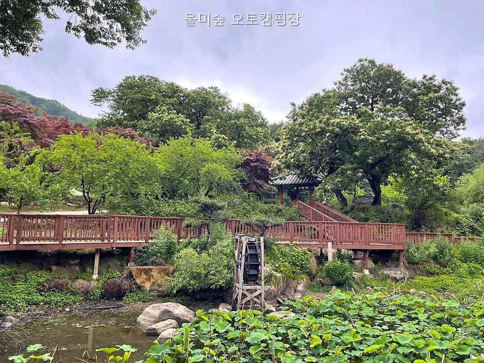 울미숲 사진 5