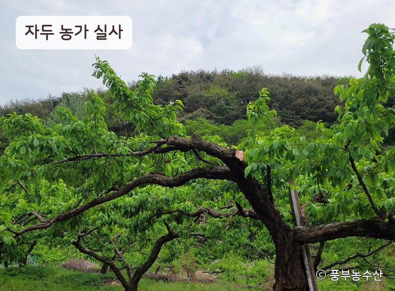 자두 후숙법, 딱딱한 자두 맛있게 먹는 방법