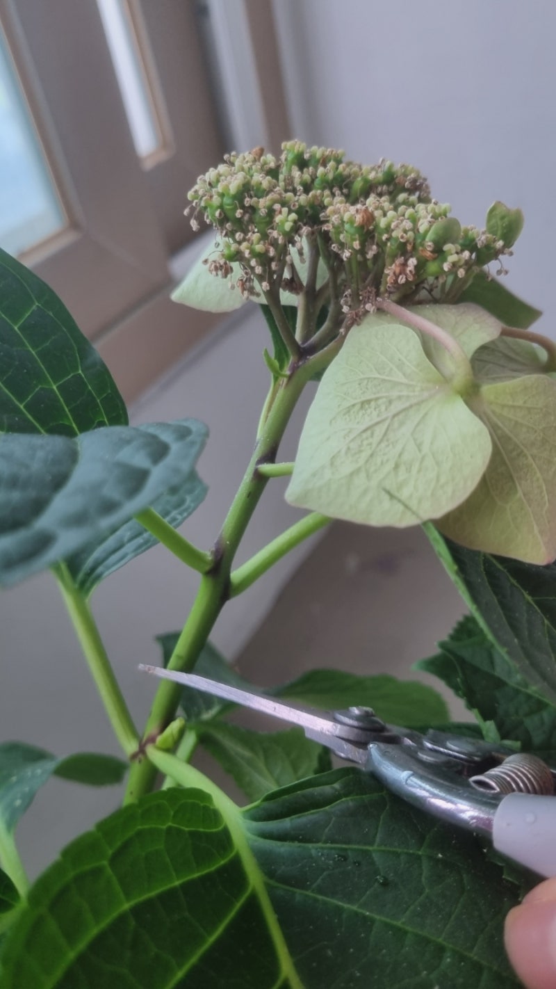 수국키우기/ 꽃지고 가지치기 수국 꽃대 자르기 아파트베란다 수국 여름철식물관리