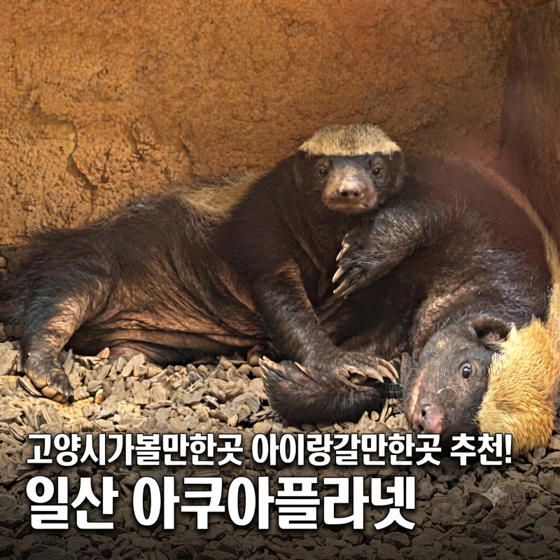 고양시가볼만한곳 국내유일 바다코끼리 아이랑갈만한곳 추천! 일산 아쿠아플라넷