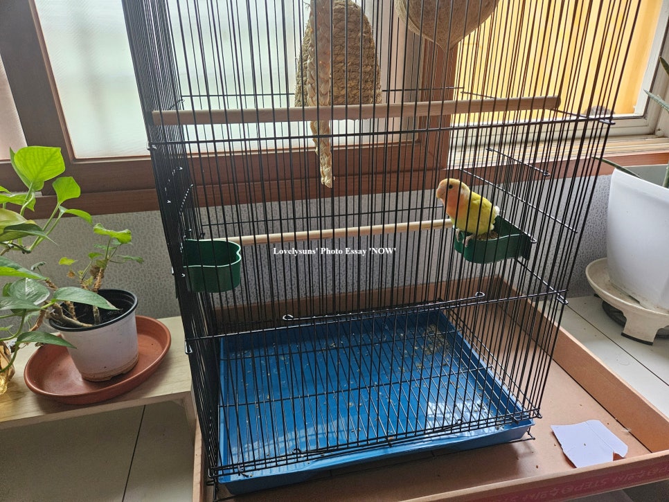 라포르께따 사진 2