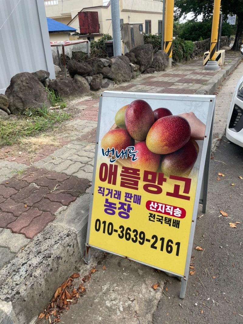 [제주] 애플망고 농장 방문 | 애플망고 구입 후기