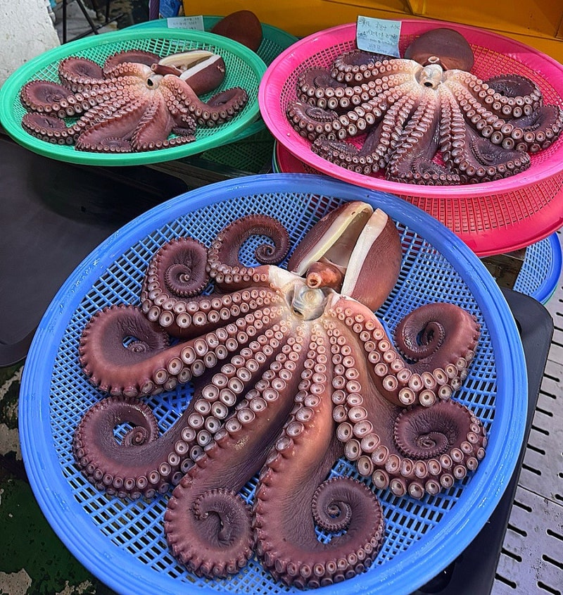 삼척문어맛집 중앙시장 백가네문어 포장 후기