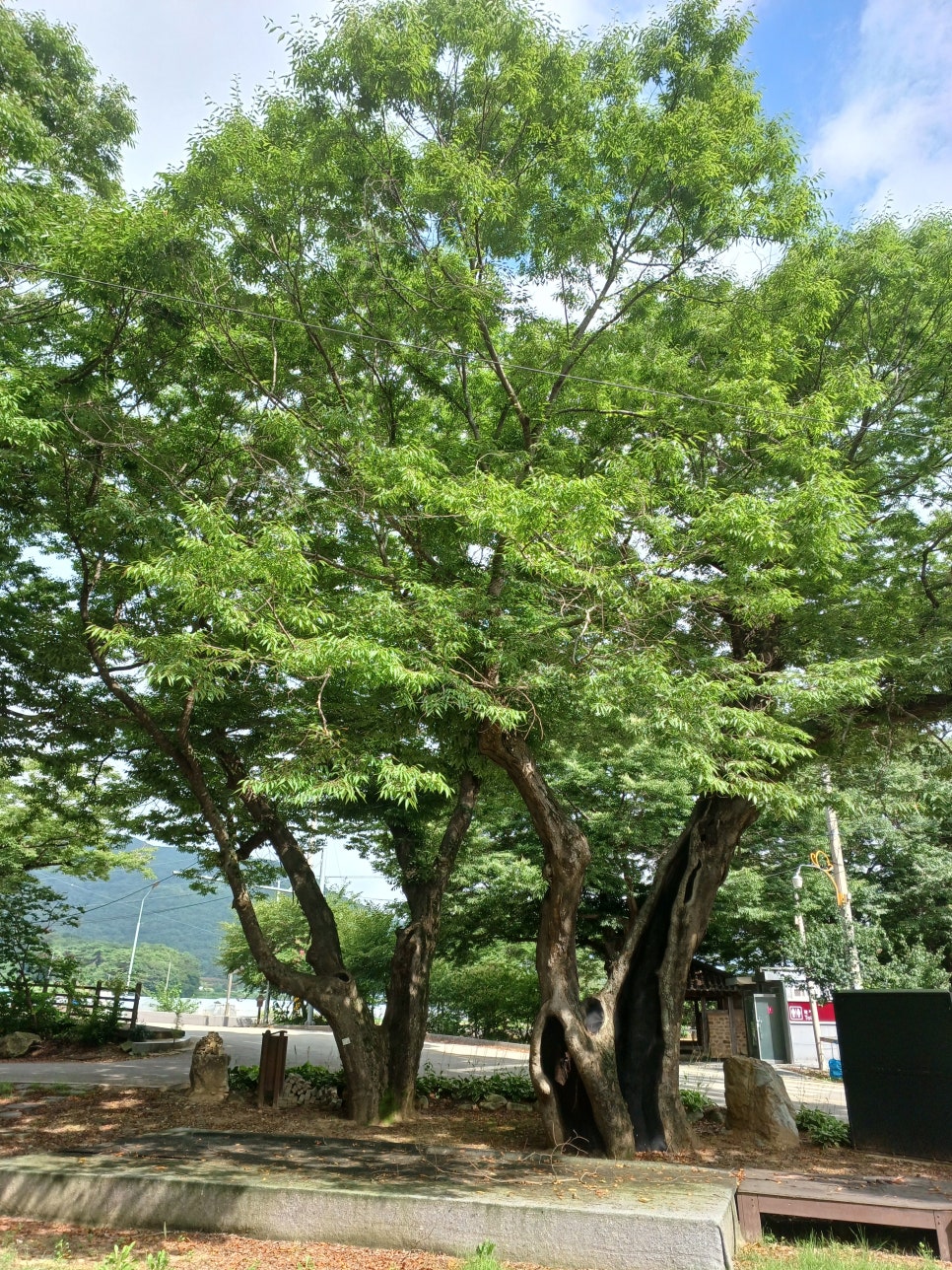 모평마을숲 사진 1