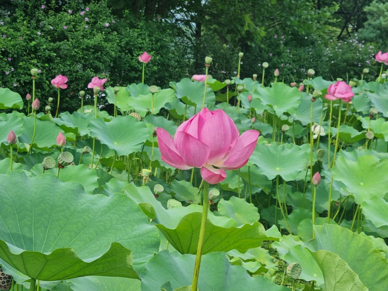 경기도 가볼만한 곳 남양주 봉선사 연꽃단지, 개화상황(2026.7.25)
