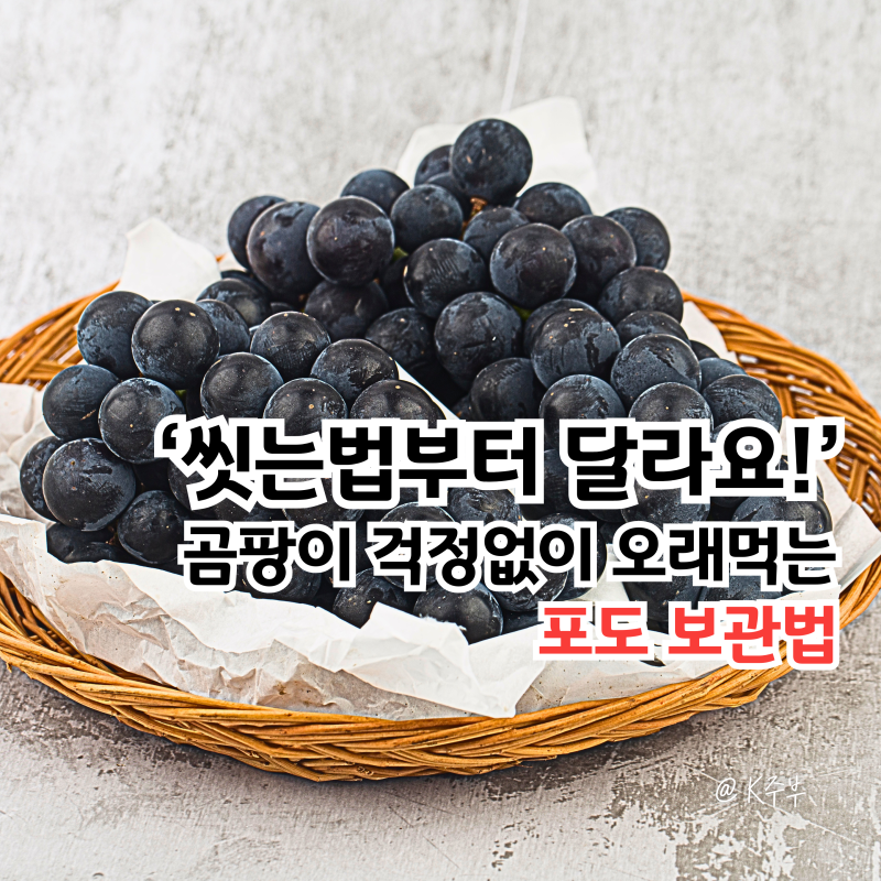 포도 보관법, "씻는법부터 달라요!" 곰팡이 걱정없이 오래 먹는 방법