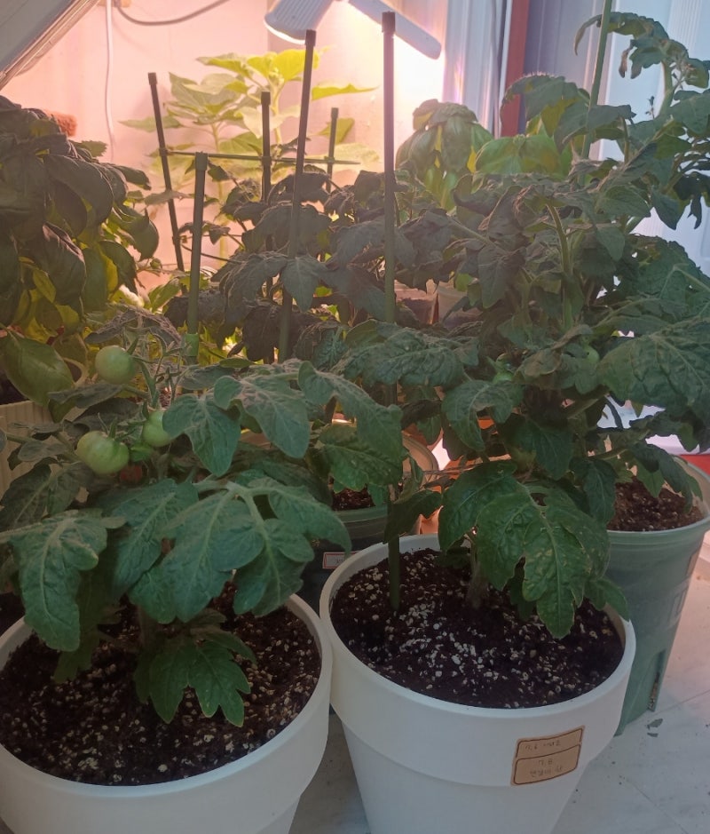 다이소 방울토마토 & 해바라기 자연씨앗 2종세트 심기 / 관찰일지 (8) 방울토마토 지지대를 세....