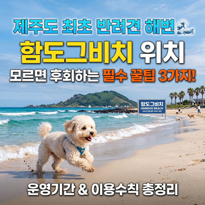 제주 유일 강아지 해수욕장! 함덕 '함도그비치' 2026 운영 기간 및 위치, 이용 방법 총정리