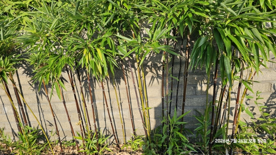 Chaekbangkape Baiheoni photo 2