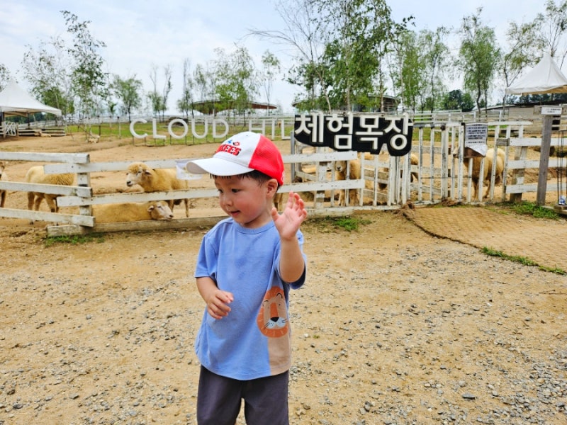 가평양떼목장┃경기도 가평 여행 나들이 아이와 함께 가볼만한곳