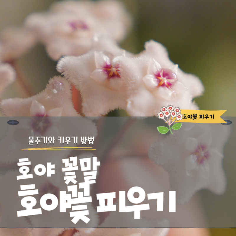 호야꽃 피우기 매년 성공하는 호야 물주기와 꽃말 키우기 방법