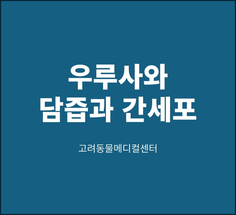 (간담췌센터 연재 12편) 우루사는 어떻게 간세포를 보호하나 (박)