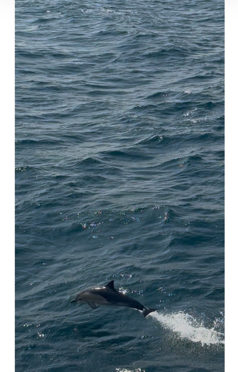 Ulsan Whale Ocean Travel Ship: I Actually Saw a Whale! (Lucky!)