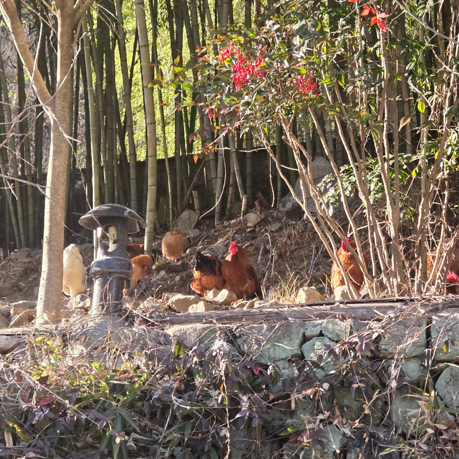 장안사산장 사진 3
